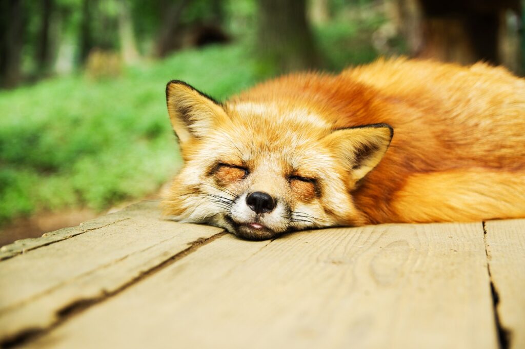 animal, fox, cute, sleeping, sleep, resting, relaxed, canine, furry, fur, asleep, animal world, wildlife, wildlife photography, portrait, animal portrait, fox, fox, fox, fox, fox, sleeping, sleep, nature, sleep, sleep, sleep